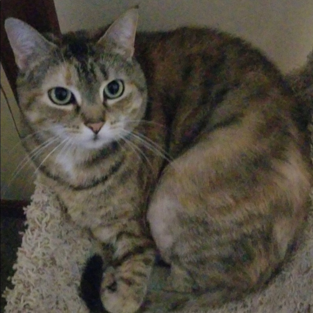 Meet your Posher, Anna